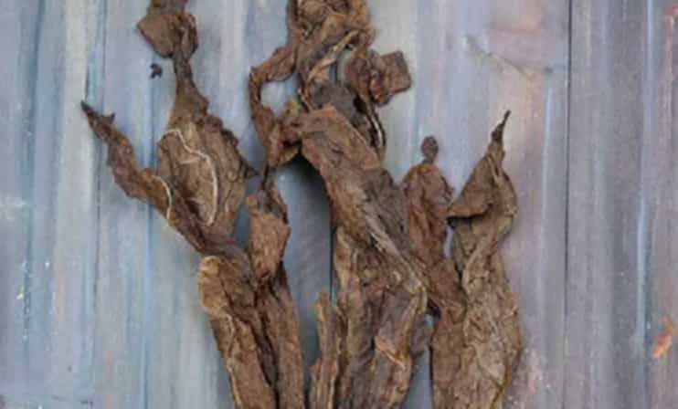 Fire-cured Burley tobacco leaves hanging in a traditional barn.